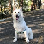 Luna A R V Royal Dog - @lunaroyaldog - Instagram