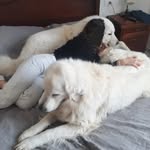 Luna&Roy - @luna_roy_maremmano - Instagram