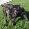 Luna Serrano - @cane.corso06 - TikTok