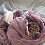 Chloe - @luna.sharpei22 - Instagram