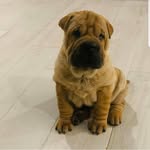 I'm Luna the sharpei 🐶 - @lunasharpei6 - Instagram