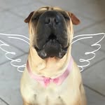 Luna 🎀 - @luna.sharpei - Instagram