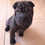 Luna - @_lunasharpei - Instagram