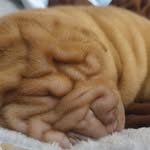♡Luna♡ - @luna.shar.pei - Instagram