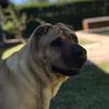 Luna - @luna.sharpei - TikTok