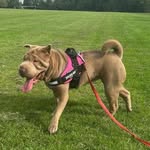 Luna - @luna___sharpei - Instagram