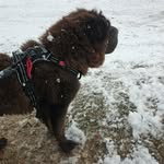 the world of julia and luna - @luna_sharpei_pucela - Instagram