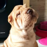 L.U.N.A - @lunasharpei25 - Instagram