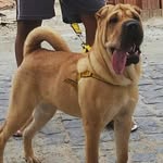 @luna_sharpei1607 - Instagram