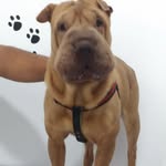 Luna Sharpei - @luna_sharpeii - Instagram