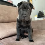 luna sharpei - @lunasharpeidaisis - Instagram