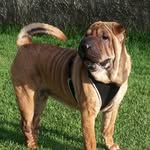 Luna Yoho Fernetto 💖🐶💖 - @lunasharpei - Instagram