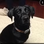 Luna Shaw - @looneytunes_lab - Instagram