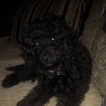 Luna Shaw - @lunashaw.thecockapoo - Instagram