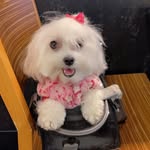 Luna shaw - @luna_the_maltese__ - Instagram