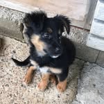 @_luna_shepherd_mix - Instagram