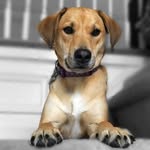 L U N A - @lunashepherdmix - Instagram