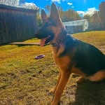 Луна - @luna.shepherd16 - Instagram