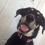 @luna.shepherdmix - Instagram