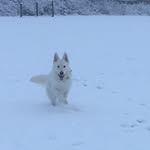 Luna ❤️ + Bonnie ❤️ - @luna_white_german_shepherd - Instagram