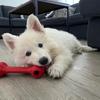 Luna | Berger Blanc Suisse - @lunashepherddog - TikTok
