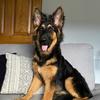 Luna | German Shepherd Pupper - @welsh_luna_gsd - TikTok