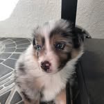 Luna ☺️💕 - @luna_.shepherd - Instagram