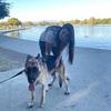 Luna 🐶 - @luna_the_shepherd1 - TikTok
