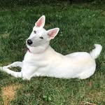 Luna De Witt - @luna__shepherd - Instagram