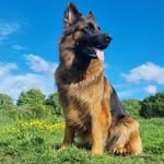 Luna🐶🐾 - @lun.ashepherd - Instagram