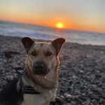 Luna - @luna._.shepherd - Instagram