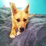 luna - @luna_shepherd - Instagram