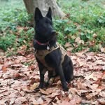 luna - @lunashepherd.2021 - Instagram