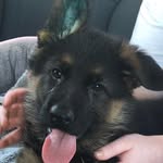 Luna - @lunashepherd2020 - Instagram