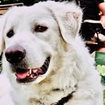 Luna - @lunashepherd89 - Instagram