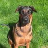 Luna🐾 - @lunathedobermanshepherd - TikTok