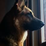 @luna_shepherd._ - Instagram