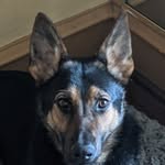 Luna Shepherd - @lunaathek9 - Instagram
