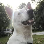Luna Shepherd - @luna4good99 - Instagram