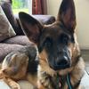 Luna Shepherd - @lunashepherd2023 - TikTok