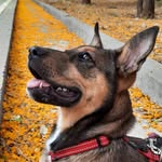 𝗟𝘂𝗻𝗮🌙 - @luna_shepherddog - Instagram