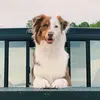 Luna The Aussie - @luna.the.aussie.shepherd - TikTok