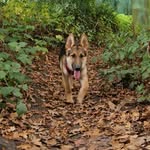luna the german shepherd - @lunashepherd2024 - Instagram