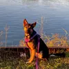 Luna The German Shepherd 💜 - @luna_toons01 - TikTok