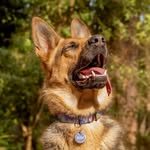 Luna the German Shepherd Dog + Eliera - @luna_the.germanshepherd - Instagram