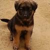 Luna the shepherd - @lunathegermanshepherd0 - TikTok