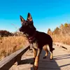 Luna The Shepherd - @helloimluna7 - TikTok