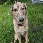 Lunashepherd - @lunashepherd1 - Instagram