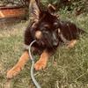 Lunashepherd - @lunashepherdx - TikTok