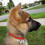 LunaShepherd 🐾 🇨🇦 - @luna_my_german_shepherd - Instagram